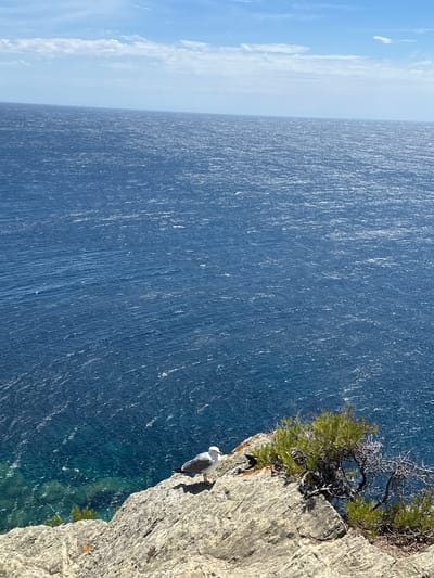 A seagull stands on a rocky cliff overlooking a vast expanse of deep blue ocean under a bright, partly cloudy sky. The ocean exhibits a textured surface with numerous small ripples and highlights from the sun. The cliff is rough and gray, with sparse green vegetation growing on its edge. The seagull, with its white and gray plumage, is positioned on the right side of the cliff face. The location is the coastal area of Hyères, France, likely along the Sentier du Littoral or a similar scenic overlook.