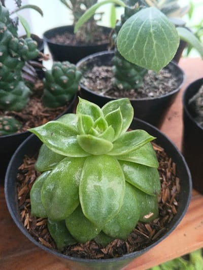 The image displays a close-up of multiple potted plants, located in Munyati, Zimbabwe. In the foreground, a vibrant green succulent plant, characterized by a rosette formation of fleshy, glossy leaves, is centered within a black plastic pot. The plant's leaves appear slightly damp. The pot's soil is dark, mixed with light brown wood chips. This pot rests on a reddish-brown wooden surface. In the blurred background, several other plants in black plastic pots are visible, including one on the left with segmented, knobby green stems, and another toward the right exhibiting a distinct, fuzzy, oval green leaf. No individuals or specific actions are depicted; the scene is static and well-lit by ambient light.