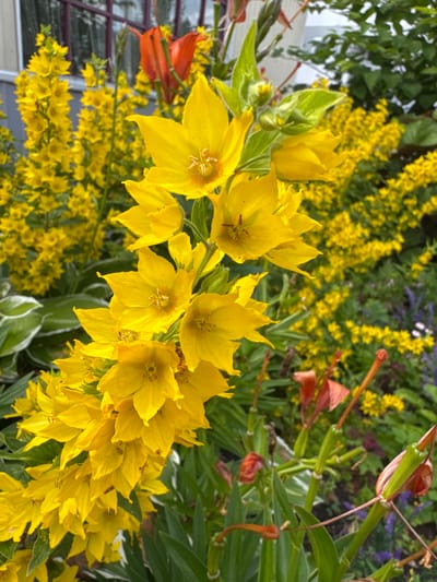 The image shows a close-up view of a cluster of bright yellow flowers with star-shaped petals. The flowers are arranged on tall, slender stems, with green leaves visible throughout. In the background, there are more yellow flowers, appearing as a dense bed. There are also some hints of other colored flowers, possibly purple and orange, and green foliage. The scene appears to be outdoors, in a garden setting. No people or animals are visible. The image was taken in the city of Глебычево, Russia, likely in a residential area or park.