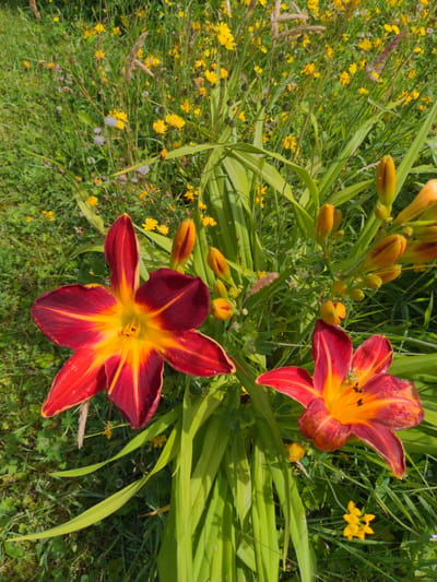The image displays a close-up view of two red and yellow daylily flowers in bloom. The flowers are the primary subjects, with one larger and more central, and another to the right, slightly smaller and angled. Numerous green leaves of the daylily plant are visible, along with buds. The background is filled with lush green grass and a profusion of small yellow flowers, suggesting a natural, outdoor setting. Dew drops are visible on the petals of the flowers and on some of the leaves, indicating a recent rainfall or morning dew. The lighting suggests it is daytime, with sunlight illuminating the scene. The image does not contain any people or evidence of specific human activity. The scene is consistent with a garden or meadow environment in a temperate climate, possibly the town of Magherafelt, United Kingdom, given the natural flora.