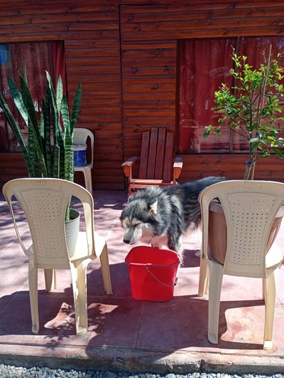 This image captures an outdoor patio scene bathed in bright sunlight, likely during midday or early afternoon, given the distinct shadows cast by various objects. The setting is identified as Pozo Almonte, Chile.
The primary subject is a large, fluffy dog, possibly an Alaskan Malamute or Husky mix, with a thick coat of grey, black, and white fur. The dog stands with its head lowered, looking towards a bright red plastic bucket positioned on the reddish-brown tiled ground. Its eyes appear partially closed, suggesting a moment of quiet observation or perhaps anticipation of drinking or eating from the bucket.
Around the dog, several objects populate the patio. To the left, a cream-colored plastic chair supports a large, ridged pot containing a tall, vibrant green snake plant (Sansevieria trifasciata) with distinctive striped leaves. Another identical plastic chair is visible further back. To the right, a similar cream-colored plastic chair is present, with another potted plant featuring small green leaves, possibly a young tree, behind it.
The background is dominated by the side of a building constructed with horizontal wooden planks, giving it a cabin-like appearance. Its windows are covered with red curtains or blinds, creating a warm, reddish glow, and subtle reflections are visible on the glass surfaces. A rustic wooden chair or small bench is also visible against the wooden wall. The patio surface transitions from the reddish-brown tiles to a strip of small, light-colored pebbles and rocks along the very bottom of the frame. The scene conveys a peaceful, sunny ambiance. There is no visible text in the image.