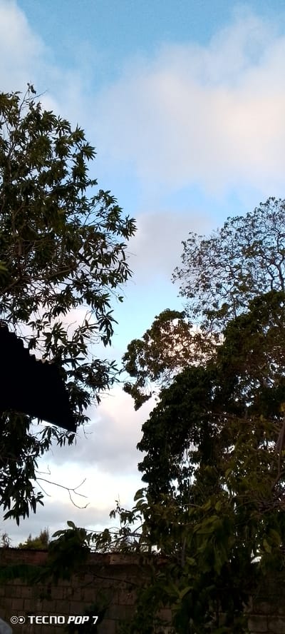 The photograph shows a view looking upwards through trees towards a sky with patches of blue and white clouds. The trees frame the sky. In the lower portion of the image, a wall and some foliage are visible, along with what appears to be a portion of a roof. The bottom left corner features the text "TECNO POP 7."