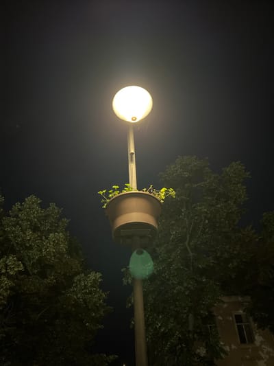 This is a forensic, matter-of-fact description of an image taken in Veliki Preslav, Bulgaria. The scene depicts an outdoor environment at night. A prominent, vertical streetlamp pole, appearing dark brown or grey, occupies the center of the frame. At the top of the pole, a bright, spherical white light fixture glows with a warm yellow hue. A small, round, brown element is present on the lower edge of the light fixture, and a delicate spiderweb is visible extending from the pole to the right of the light. Below the light fixture, a large, brown, conical planter is attached to the pole, containing vibrant green, leafy plants that extend outwards. Further down the pole, a bright, irregular green object, possibly a reflector or another light, is affixed. Dense, dark green foliage from large trees borders both the left and right sides of the image, partially obscuring the background. On the far right, behind the trees, a light-colored building with at least one dark-framed window is partially visible. Faint text, possibly in Cyrillic, is discernible on the building's facade below the window. The sky is a uniform dark blue-black. No individuals or specific actions are depicted.