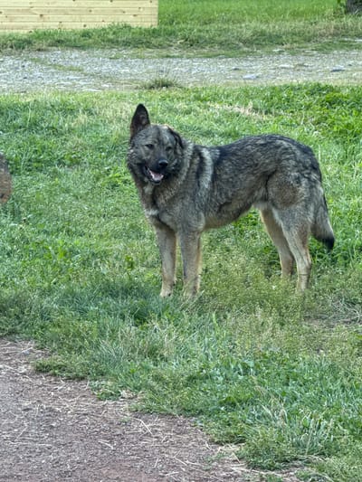 A large, wolf-like dog stands on a grassy area, facing the viewer. The dog has a grey and black coat and appears alert, with its mouth slightly open. To the left of the dog, there is a wooden fence. The ground is covered in green grass and some dirt. The lighting suggests it is daytime. The setting appears to be an outdoor, rural area, possibly a yard or a field. The dog's posture and expression could indicate a friendly or curious disposition. There is no visible text in the image.