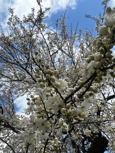 The image displays a flowering tree, viewed from a low-angle perspective looking upward into its canopy, against a blue sky with scattered white clouds. The tree's branches are densely covered with numerous white, five-petaled blossoms and spherical, light-colored flower buds. Several open flowers show visible yellow-tipped stamens. Darker, gnarled tree branches are interspersed throughout the white floral display, with a section of a moss-covered trunk visible in the lower right background. The background consists of clear blue sky with diffuse white cloud formations. No individuals, specific actions, or other objects are present. The scene is located in the city of Choba, Bulgaria.