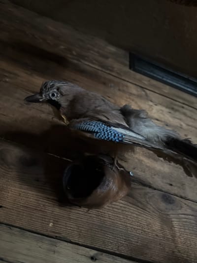 A stuffed Eurasian jay is positioned on a wooden surface, possibly a floor or table, with its body angled to the right. The bird's head is turned slightly to the left, revealing a distinct blue patch on its wing feathers. A small, dark, bowl-shaped object is situated beneath the bird. The background consists of dark wooden planks, suggesting an indoor setting, the exact location in Sankt Wendel, Germany, cannot be determined from the image.