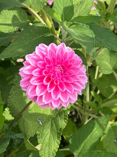 A close-up photograph depicts a single, fully bloomed dahlia flower, prominent in the frame and centered, in a garden setting within Giverny, France. The flower is vibrant fuchsia-pink, exhibiting a spherical or pompom-like form composed of numerous tightly packed, overlapping petals. The petals near the center are a deeper pink, gradually lightening towards the edges of the outer petals. Surrounding the dahlia are various green leaves and stems, creating a dense background and foreground, some appearing textured with serrated edges. Natural daylight illuminates the scene, casting subtle shadows and highlighting the flower's surface. A small, pale purple fragment rests on a large green leaf positioned below and to the left of the dahlia. No individuals are present in the image.