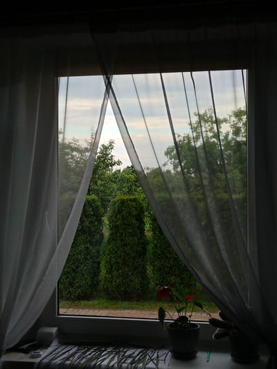 The image depicts a view through a window onto a garden. The window is partially covered by sheer curtains, one white and one dark gray, creating a triangular opening to the outside. Through the opening, several green, cone-shaped evergreen trees are visible, along with denser foliage and the tops of other trees further in the background. The sky above is overcast with some lighter patches. In the foreground, on the windowsill, are two potted plants, one with red flowers and the other a cactus, along with a blue pen and some green leaves. The setting appears to be a residential area. The location is identified as Лосева, Belarus.