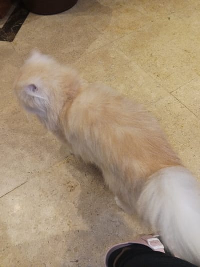 The image displays a long-haired domestic cat positioned on a light-colored, tiled floor within an indoor setting in Madinaty, Egypt. The cat's fur is light orange to cream-colored across its body, transitioning to a distinctively white, fluffy tail. Its head is slightly blurred, indicating movement, with one ear partially visible. The tiled floor features visible grout lines and a mottled texture. In the bottom right quadrant, the lower portion of a human left foot is visible, clad in a pink slide sandal with a white buckle over dark legwear. The upper left background includes a dark, blurred object and a section of darker, patterned flooring.