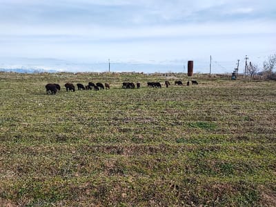 The image displays an expansive outdoor scene, primarily featuring a large, somewhat sparse grassy field under a wide, cloudy sky. In the mid-ground of the field, a flock of approximately twenty to thirty dark-colored animals, most likely sheep or goats, are scattered and actively grazing on the short vegetation. They are concentrated in groups, with some animals appearing closer together than others, all facing downwards to eat.
Beyond the field and the grazing animals, the landscape transitions into a more distant view. A body of water, possibly a sea, ocean, or large lake, stretches across the horizon. Further in the distance, a range of snow-capped mountains is faintly visible, suggesting a colder climate or higher elevation.
Several man-made structures are present in the mid-to-background. To the right, there are multiple utility poles with wires strung between them, and what appears to be some kind of electrical equipment. Near the center-right, a tall, rusty, cylindrical object stands vertically, resembling an old industrial tank or pipe. Some sparse trees or bushes can be seen on the far right, near the structures. The overall impression is one of a rural or semi-rural landscape.
The lighting indicates it is daytime, likely late morning or early afternoon, with diffused light due to the cloudy sky. The grass in the foreground is not lush and vibrant green, but rather appears dry and mixed with patches of brown, suggesting a cooler season like late autumn, winter, or early spring. No people or visible text are present in the image.