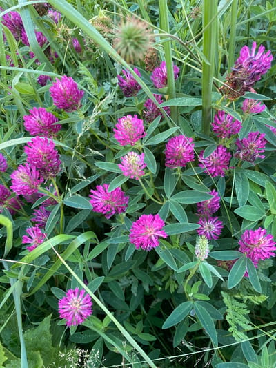 The image is a close-up, top-down view of a patch of red clover (Trifolium pratense) in Protvino, Russia. The foreground is dominated by vibrant pink clover flowers, some in full bloom and others in various stages of development, including a few unopened green flower heads. The clover leaves are a lush green, and some are dusted with tiny water droplets, suggesting dew or recent rain. Interspersed with the clover are blades of tall, green grass, some of which are blurry due to their close proximity to the camera and the shallow depth of field. In the background, more clover and other greenery create a dense, natural setting. The lighting appears soft, indicating it could be early morning or late afternoon on an overcast day. There are no people or specific objects visible, and no text is present in the image. The overall impression is one of natural beauty in a rural or meadow-like environment.