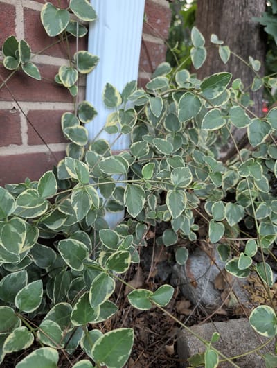 In Clifton, United States of America, a vine with variegated green and cream leaves creeps along a red brick wall. The vine's delicate stems twist and turn, some reaching towards a white downspout. The ground below is covered in dry leaves and a few scattered stones, with a large tree trunk visible in the background, hinting at a natural setting within the urban environment.