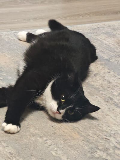 A black and white cat is lying on its back on a textured surface, possibly a rug or floor, with its paws in the air. The cat has white paws, chest, and a white patch on its face. Its eyes are open and yellow. The background consists of a wooden surface, possibly a floor or wall. The image is a close-up shot, focusing on the cat. No specific location in Chekhov, Russia, is visible in the image.