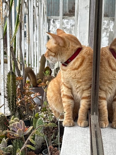 An orange tabby cat with a red collar sits on a ledge next to a collection of various cacti and succulents. The cat is facing to the left, with its head turned slightly. In the background, a white metal fence or railing is visible, with some rust and wear. Behind the fence, a building with horizontal siding can be seen. The overall scene appears to be outdoors, likely in a garden or patio setting. The image was taken in Carrizal, Venezuela.