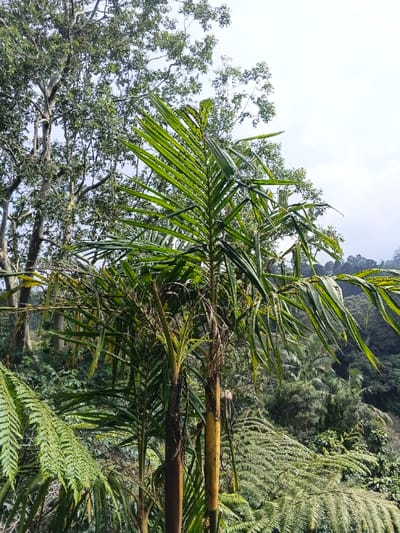 This image presents a dense, tropical natural environment in the vicinity of Bangalum Bridge, Papua New Guinea. The foreground is dominated by vibrant green foliage, primarily consisting of multiple palm-like plants with elongated, pinnate leaves and distinct yellow-brown stems. Large, intricately patterned fern fronds occupy the lower left and central-right sections of the frame. The midground and background reveal a continuous expanse of lush jungle, characterized by numerous tall trees with dense green canopies and visible trunks. The distant background suggests a hilly or mountainous terrain, receding into a hazy, overcast sky. No individuals, animals, or artificial structures are present within the scene. Illumination is consistent with natural, diffused daylight.