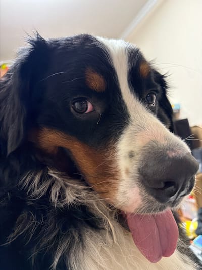 The image is a close-up, eye-level shot of a Bernese Mountain Dog. The dog's face is the primary focus, with its black, white, and tan markings clearly visible. Its tongue is extended to the right side of the frame, appearing pink and slightly moist. The dog's eyes are dark and appear to be looking slightly off-camera to the left. The background is blurred and out of focus, showing hints of indoor objects and lighting, suggesting an indoor environment. There are no specific landmarks or elements in the image that would allow for the identification of a location in Nakhabino, Russia, or any other city. The image solely captures a portrait of the dog.
