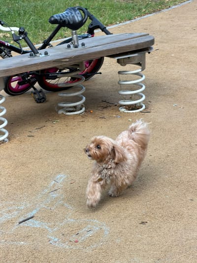 A small, fluffy, light brown dog is walking on a sandy playground surface. The dog is facing left, with its mouth slightly open and its tail curled upwards. It is wearing a collar with a tag. In the background, a wooden bench is mounted on large white springs, and a bicycle is attached to the bench. The playground surface has some chalk drawings and sticks scattered on it. The location is identified as Malakhovka, Russia.