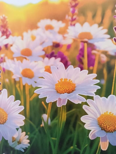 The image displays a close-up of several white daisies with yellow centers, interspersed with purple flowers and green foliage. The background is blurred, with warm golden hues suggesting sunlight. There are no people, actions, or interactions visible. The scene is a natural setting, likely a meadow or garden, and there is no information within the image to indicate its location in Nartan, Russia.