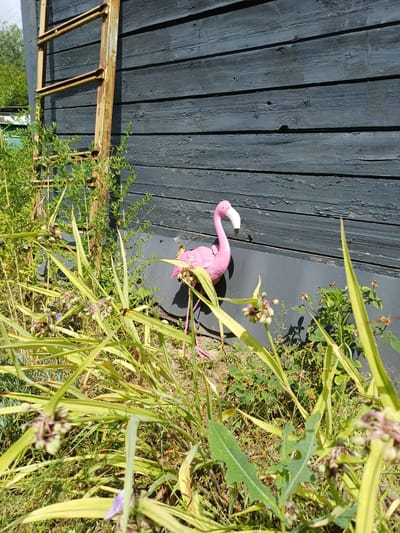 An exterior shot captures a pink flamingo garden ornament positioned against a dark, weathered wooden wall. To the left of the flamingo, a rusted metal ladder leans against the wall. The ground is covered in a variety of green vegetation, including tall, blade-like grasses and smaller leafy plants. The scene appears to be outdoors, possibly in a yard or garden area. The location is identified as Sulymivka, Ukraine.
