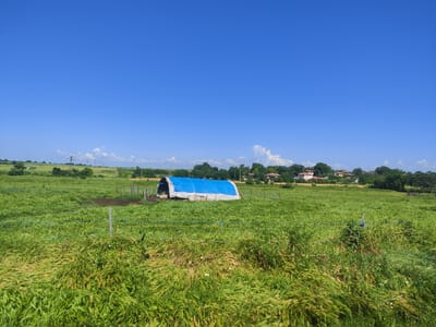 The image depicts a rural landscape under a clear blue sky. In the foreground, a dense field of tall green grass with some brown stalks dominates the scene. A thin blue wire fence, supported by grey posts, runs horizontally across the middle ground. Behind the fence, a small structure covered with a blue tarp is visible. This structure appears to be a temporary shelter or enclosure, possibly for livestock or storage, with a metal fence surrounding it. Further in the background, a cluster of houses with red-tiled roofs are nestled among green trees, suggesting a small village or settlement. Power lines and transmission towers are also visible on the horizon, indicating the presence of infrastructure. The overall environment suggests a sunny day in a pastoral setting, likely in a rural area such as Roza, Bulgaria, given the architectural style of the houses and the landscape. There are no people visible in the image.
