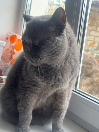 An adult, grey British Shorthair cat is seated on a white windowsill, facing left. The cat's head is slightly lowered, and its green eyes are visible. Behind the cat, to the left, is a white plastic container and a part of a bag with orange circles and text in Cyrillic, including the word "СОРТИ". To the right of the cat, a window pane reflects a blurry image of what appears to be another cat. The background outside the window shows a brick wall and foliage. The scene appears to be indoors, likely a residential setting. The provided image does not contain any visual cues to pinpoint its location in the city of Orsha, Belarus.