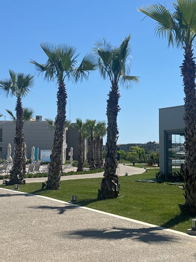 The image depicts a row of palm trees lining a walkway in Kalyves Polygyrou, Greece. A well-maintained lawn stretches alongside the walkway. Buildings are visible in the background. The sky is clear and blue. The image is taken from a low angle, looking up at the trees. Shadows of the trees are cast on the walkway. Chairs and umbrellas are visible near one of the buildings.