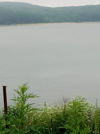 The image depicts a natural scene of a body of water, a shoreline with a sandy strip, and a green, wooded hillside under a hazy sky. In the foreground, there is a collection of green plants, some of which have small white flowers. A dark brown pole is visible on the left side of the frame. The overall impression is one of a tranquil, possibly overcast day in a coastal or lakeside environment. The provided image does not contain any discernible elements that would allow for specific identification of its location within the city of Nakhodka, Russia, or any specific geological or environmental features unique to that region.