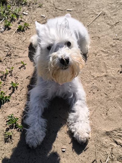 A white, fluffy dog with a beard lies on a sandy surface. The dog is positioned in the center of the frame, facing the camera. Its eyes are dark and alert, and its fur is tousled. The sandy ground has some small green plants growing in patches, and dry twigs are scattered across the surface. Sunlight casts shadows on the ground, indicating it is a bright, sunny day. The image does not contain any elements that would suggest a specific location within the city of Liski, Russia.