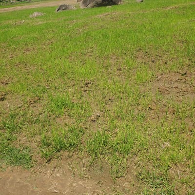 An overhead, wide shot captures a rice paddy field in Rinjim Gani, Nigeria, under a bright, likely midday sun. The field is dominated by vibrant green, young rice shoots that are evenly distributed across the muddy, brown earth. Scattered throughout the field are patches of dry, tan plant matter, possibly remnants of previous vegetation or harvested rice stalks. In the background, a large, grey boulder sits partially submerged in the field. Further back, a strip of dry, tilled earth extends horizontally, with more boulders visible in the distance. The scene is devoid of any human presence or activity.
