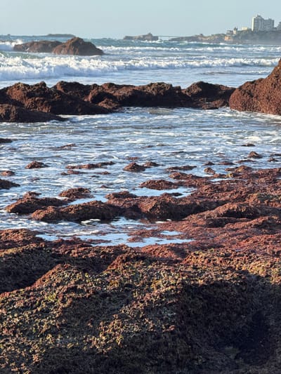 The image depicts a rocky coastline with the ocean in the background. In the foreground, there are numerous dark, reddish-brown rocks, some covered in seaweed, with shallow pools of water reflecting the sky. The rocks appear to be part of a tide pool area. The midground shows larger, more exposed rocks and breaking waves. In the distance, the ocean stretches to the horizon under a clear sky. On the far horizon, a city skyline is visible, with buildings and a bridge, which is characteristic of Biarritz, France. There are no people or animals visible in the frame. The overall scene is natural and shows a coastal environment.