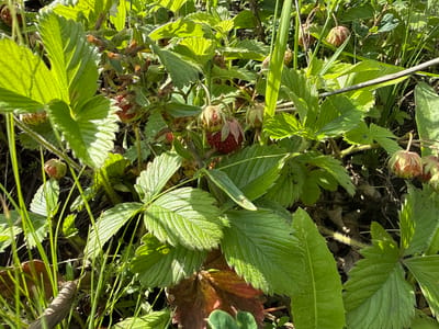 A close-up, eye-level shot shows a patch of wild strawberry plants growing in the sunlit undergrowth of a natural environment. The plants are vibrant green, with serrated leaves and several developing strawberries in various stages of ripeness. Some strawberries are a pale green and white, while others are a deep red. The background is a mix of dry leaves and soil, with some taller green grass stalks interspersed. The lighting suggests it is daytime, likely morning or afternoon, given the bright, dappled sunlight filtering through the leaves. There are no people or animals visible in the image. The scene is consistent with the natural flora found in the rural areas of Baimovo, Russia, particularly in meadows, forest edges, or uncultivated fields.
