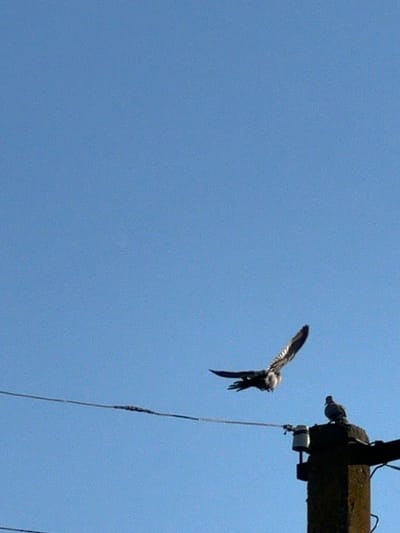 The media file shows a bird in flight against a clear blue sky. The bird, appearing to be a swift or swallow, is captured mid-air with its wings spread and tail fanned out. It is positioned in the upper right quadrant of the image, descending slightly. To the right of the bird, a portion of a wooden utility pole is visible. The pole is dark and appears weathered. A thin, dark wire hangs from the pole, extending downwards into the lower portion of the frame. The scene suggests an outdoor setting with good visibility, likely during daytime with clear weather. There is no visible text in the image. The location context is Ilavche, Ukraine.