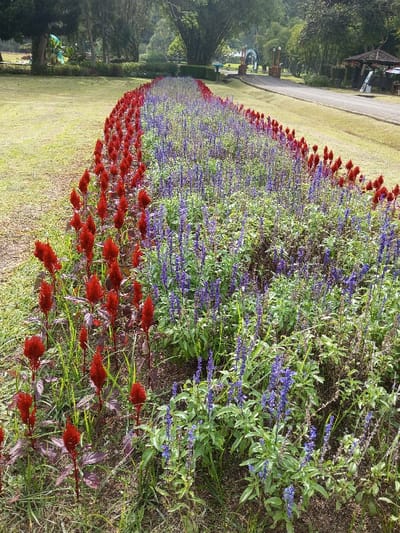 A vibrant flower bed stretches along a grassy lawn, bordered by a paved pathway. The left side features red Celosia flowers, while the right side showcases bluish-purple Salvia. The composition extends towards a blurred background with trees and a gazebo. The scene conveys a tranquil garden setting with a symmetrical color scheme.