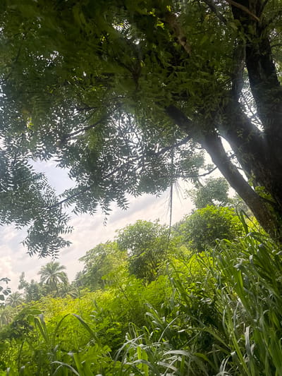 This media file captures a low-angle view of lush greenery from within a tropical environment. The scene is dominated by dense foliage from various trees and plants, with sunlight filtering through the leaves, creating a dappled effect. Large tree trunks and branches are prominent in the foreground, with their leaves forming a thick canopy overhead. In the mid-ground and background, a variety of other trees and vegetation can be seen, including what appears to be palm trees. The overall impression is one of abundant and vibrant plant life.
The time of day appears to be daytime, likely morning or afternoon, given the bright sunlight. The weather seems to be clear with some scattered clouds visible in the sky between the leaves. The location is implied to be Amansee, Nigeria, suggested by the presence of tropical vegetation typical of such a region. No people, objects, text, or specific activities are depicted in the image. The focus is solely on the natural landscape and the interplay of light and shadow within the dense greenery. The emotions evoked are those of peace, tranquility, and the beauty of nature.