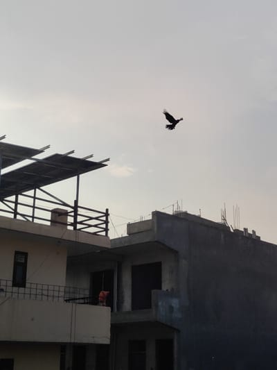 A silhouetted bird is captured mid-flight against a hazy, overcast sky. The bird's wings are spread wide, and its body is angled slightly forward, suggesting motion. Below the bird, a residential building is visible, partially under construction. The building has multiple levels and features a metal canopy or roof structure on the upper level, supported by beams. A railing with a criss-cross pattern runs along a balcony. On one of the balconies, a small, orange object, possibly clothing or a sack, is hanging. Another section of the building appears to be a darker, unfinished concrete structure, with vertical rebar protruding from the top. The scene is set in Gurgaon, India, and the lighting suggests it is either early morning or late afternoon due to the soft, diffused light and the silhouettes. The sky is a pale, uniform gray, indicating cloudy or foggy weather. There is no visible text in the image. The overall mood is somewhat stark and still, with the dynamic element of the flying bird contrasting with the static, partially built environment.