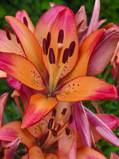 A close-up, eye-level shot features two vibrant lily blooms. The lilies exhibit a gradient of colors, transitioning from a deep pink at the edges to a bright orange in the center. Each petal is speckled with dark spots. The stamens, tipped with dark anthers, are prominently displayed in the center of the flowers. The background consists of blurred green foliage, suggesting an outdoor setting. There are no people or specific landmarks visible that would indicate a location within Nevinnomyssk, Russia.