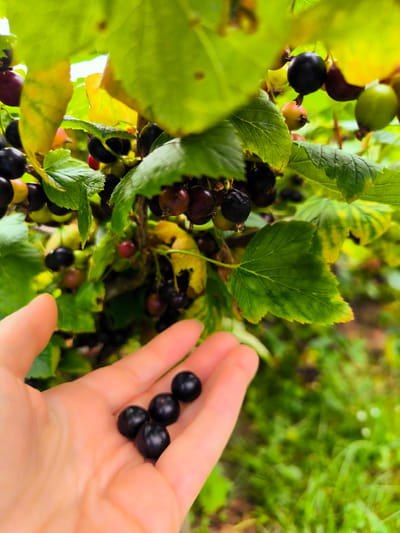 A human hand, partially visible from the right, holds five ripe blackcurrants in its palm. The hand is facing upward and appears to be illuminated by natural light. Behind the hand, a blackcurrant bush is laden with dark berries and green leaves, some of which have yellowed edges. The background consists of blurred green foliage, suggesting an outdoor environment. The image was captured in the city of Vecumnieki, Latvia.