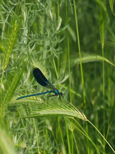 A damselfly clings to a blade of grass in a field of greenery. The damselfly has a vibrant blue body and dark wings. The location is Dobri Dol, Bulgaria.
