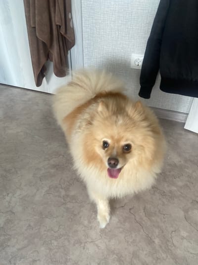 A fluffy, light-colored Pomeranian dog is standing on a textured gray floor. The dog is facing the camera with its tongue out and appears alert. Behind the dog, on the left side of the image, a brown, draped fabric is hanging, possibly a towel or piece of clothing. To the right of the dog, a light-colored wall with a subtle texture is visible. A white electrical outlet with two circular openings is mounted on the wall. A dark-colored jacket or coat is partially visible hanging on the wall above the outlet. The overall environment appears to be indoors, possibly a hallway or room within a residential building. There are no discernable landmarks that would place this image in Kazan, Russia, or any specific city.