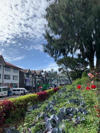 The image depicts a street scene in Nuwara Eliya, Sri Lanka, with a focus on a garden area in the foreground and a street with buildings and vehicles in the background. In the foreground, a lush garden features rows of purple leafy vegetables, possibly cabbage or kale, interspersed with green foliage and some weeds. Several vibrant red roses and a few pink roses are in bloom, adding color to the scene. Behind the garden, a hedge with red and green leaves runs along the edge of the street.
The street is lined with buildings of various architectural styles, predominantly white with brown roofs. Some buildings have multiple stories and feature signs with text in English and possibly other local languages. Several vehicles, including white vans, a blue tuk-tuk, and other cars, are parked or moving along the street. A few people are visible on the sidewalk, appearing to be walking or engaged in activities related to the shops. In the background, trees and more buildings extend into the distance, suggesting a town or city environment. The sky is blue with scattered white, wispy clouds. The overall impression is a blend of urban life and natural beauty, with the cultivated garden and blooming roses offering a vibrant contrast to the built environment.