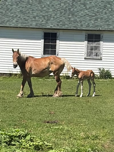 In the Town of Clifton, USA, a mother horse and its foal stand on a grassy field in front of a white, clapboard building with a green shingled roof. The building has two windows with visible panes. The mother horse, a lighter brown color with a blonde mane and tail, stands to the left, facing forward. Its foal, a darker brown, stands to the right of its mother, also facing forward. The grass is green and appears to be well-maintained. The sun is shining, casting shadows on the grass.