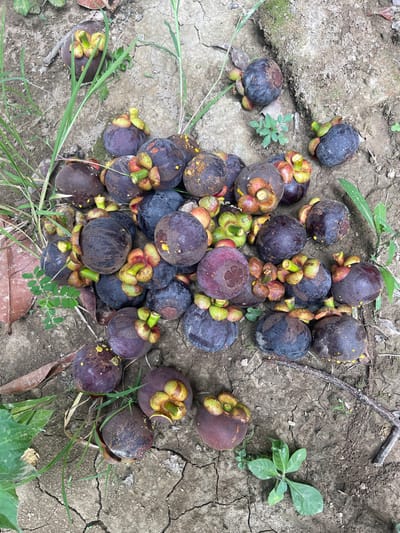 A cluster of ripe mangosteens lies scattered on cracked, dry earth, interspersed with sparse green grass and leaves. The fruits, dark purple with green calyxes, vary in size and some have yellow speckles on their skins. The background is a mix of dirt and some dried vegetation.