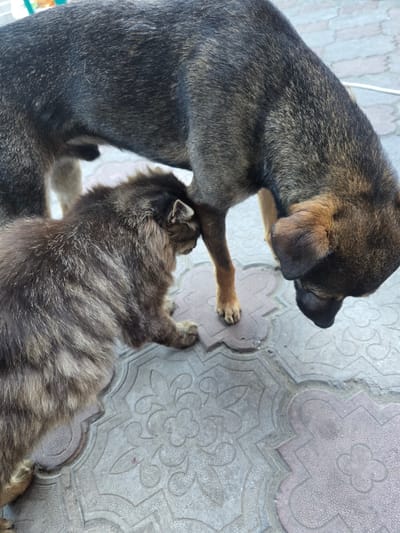 A medium-sized, fluffy tabby cat is interacting with a large dog on a patterned paved surface in Nova Kakhovka, Ukraine. The dog, mostly dark brown with tan markings, is standing over the cat, with its head lowered towards the cat's flank. The cat is facing away from the camera, with its head nudged against the dog's legs, and appears to be sniffing or grooming. The paving stones have a decorative pattern of floral and geometric shapes. The background is slightly blurred, showing more of the paved area and a hint of a white line or object. The interaction appears calm and curious.