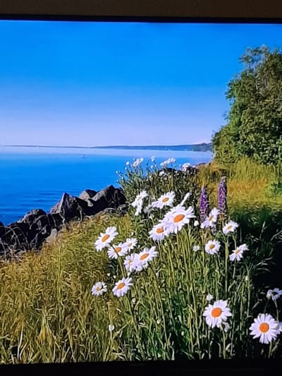 The image depicts a scenic view of a body of water, likely the Dniester River, with a rocky shoreline in the foreground. A cluster of white daisies with yellow centers blooms in the tall green grass along the bank. In the background, a small sailboat can be seen on the blue water, and a line of trees forms the distant horizon. The sky is a clear, vibrant blue. The scene evokes a peaceful, natural setting. There is no indication of this location being in Sambir, Ukraine.