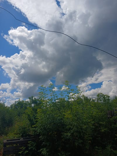 An eye-level, medium shot captures a lush, green thicket of trees and bushes against a dramatic sky filled with billowing white and gray clouds. A dark, thin wire stretches diagonally across the upper portion of the frame, cutting through the sky. In the foreground, a dark, wooden structure, possibly a pallet or a small bench, is partially visible on the left side. The scene is devoid of people and any discernible city structures, suggesting a rural or natural setting. The overall impression is one of untamed nature under a dynamic sky.