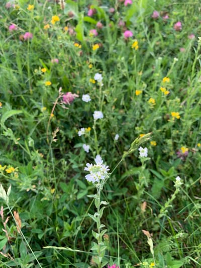 This is a close-up, overhead shot of a meadow filled with a variety of wildflowers. The dominant colors are shades of green from the foliage, interspersed with small bursts of pink, yellow, and white from the flowers. Some of the flowers are delicate and clustered, while others are more prominent, like the white flower in the upper right quadrant of the image which has intricate, petal-like structures. The field appears dense and wild, suggesting a natural setting rather than a cultivated garden. There are no people or animals visible. The lighting suggests it might be daytime, possibly with overcast conditions as there are no harsh shadows. The overall impression is one of natural beauty and a sense of being immersed in a summery, wild landscape. The scene evokes a feeling of peace and tranquility, characteristic of a natural environment. The location is identified as Białystok, Poland, which contextualizes the type of flora likely found in this region. There is no visible text in the image.