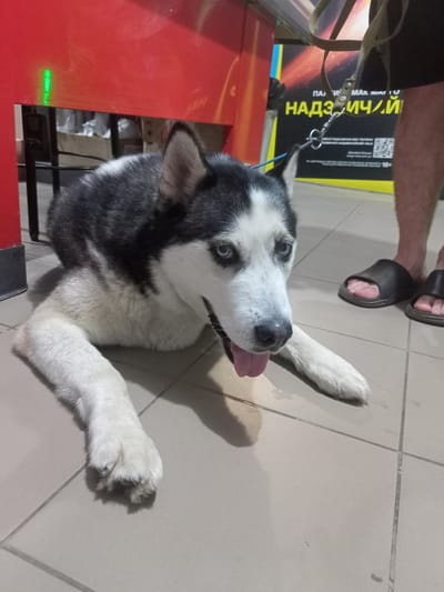A black and white Husky dog is lying on a light-tiled floor. The dog is facing forward with its tongue out, appearing to be panting. Its fur is primarily white on its chest, legs, and face, with black markings on its back and head. The dog has piercing blue eyes and black nose. A person's legs, wearing black shorts and dark sandals, are visible to the right of the dog. A leash is attached to the dog's harness and held by an unseen person. Behind the dog, a red surface with some scratches and a faint green light can be seen, likely part of a counter or structure. A yellow poster with Russian text is also visible in the background, which may contain information about local establishments or events. The scene appears to be indoors, possibly in a public space. The presence of the leash suggests the dog is being walked or is waiting with its owner. The overall environment is utilitarian with tiled flooring and a red partition.
