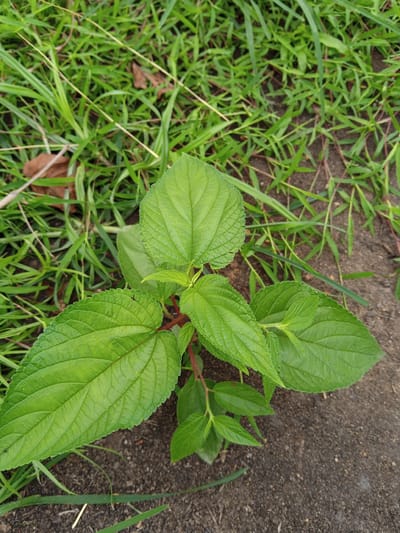A vibrant green plant with large, textured leaves grows near a patch of grass and a section of dirt or pavement. The plant has red stems. The surrounding grass is a mix of green shades and some blades appear dry. The area has a natural, unkempt appearance. The location is Palohigeuh, Indonesia.
