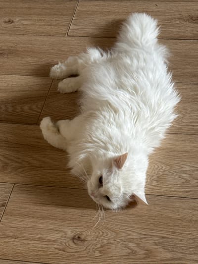 A fluffy white cat is lying on its side on a wooden floor. The cat is looking down and to the left. The floorboards are light brown and have visible grain patterns. The cat's tail is curled up and to the right. The image appears to be taken indoors in a residential setting, and there is no indication of the location being in Zelenograd, Russia.