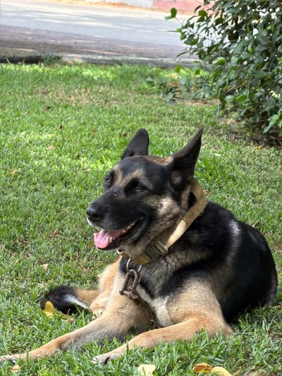 In Hofit, Israel, a German Shepherd dog lies on a grassy area near a paved path and some foliage. The dog is wearing a tan collar and a metal chain is attached to it. Its mouth is open, and its tongue is visible. The dog's fur is a mix of black, tan, and brown. The background includes a blurred paved surface, green grass, and leafy branches of a bush. The lighting suggests it is daytime, with shadows indicating sunlight.